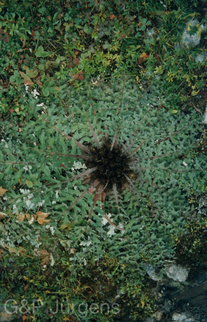 Garw 2005 308 ergebnis ergebnis