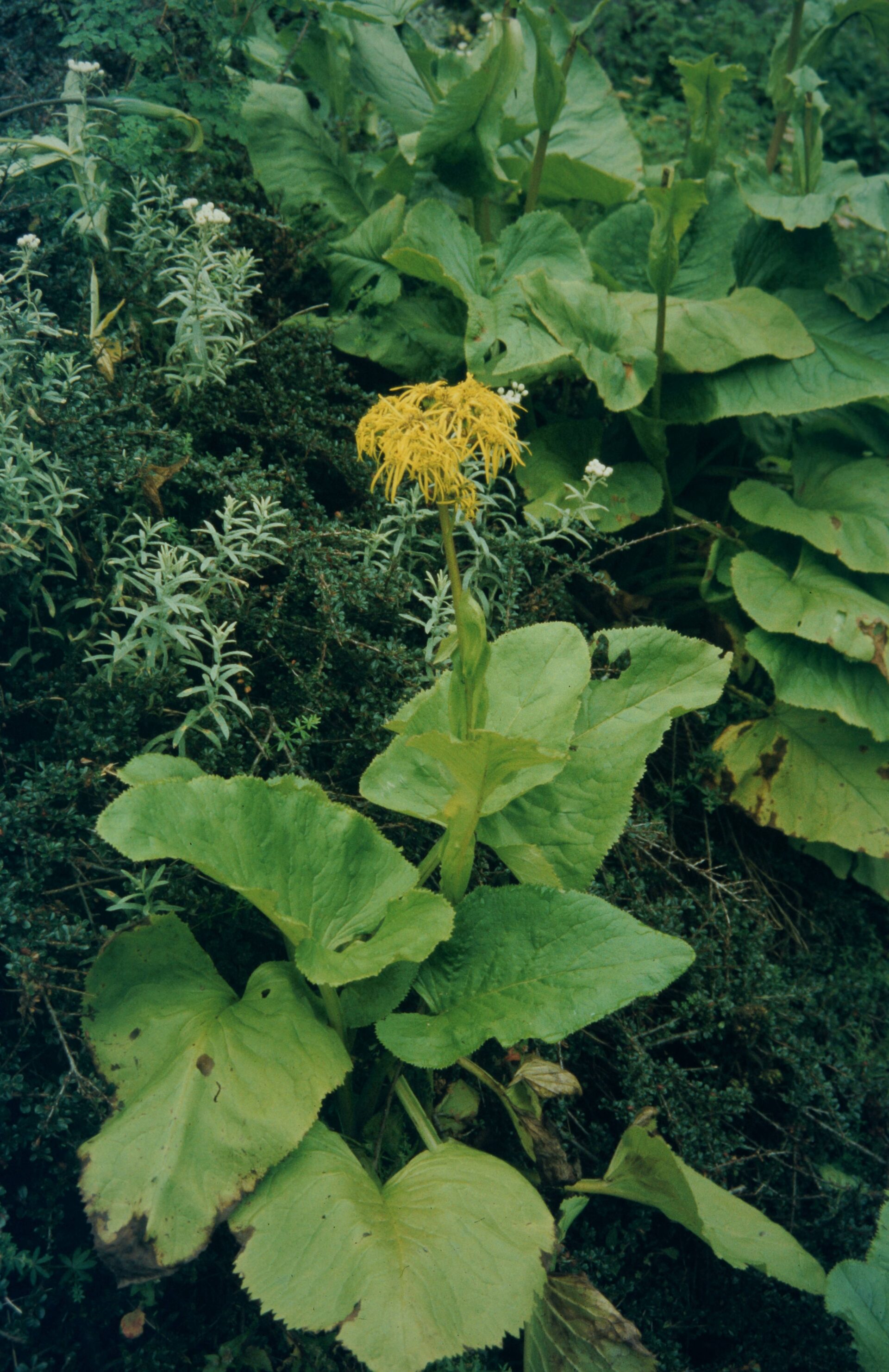 Ligularia amplexicaulis — Asteraceae