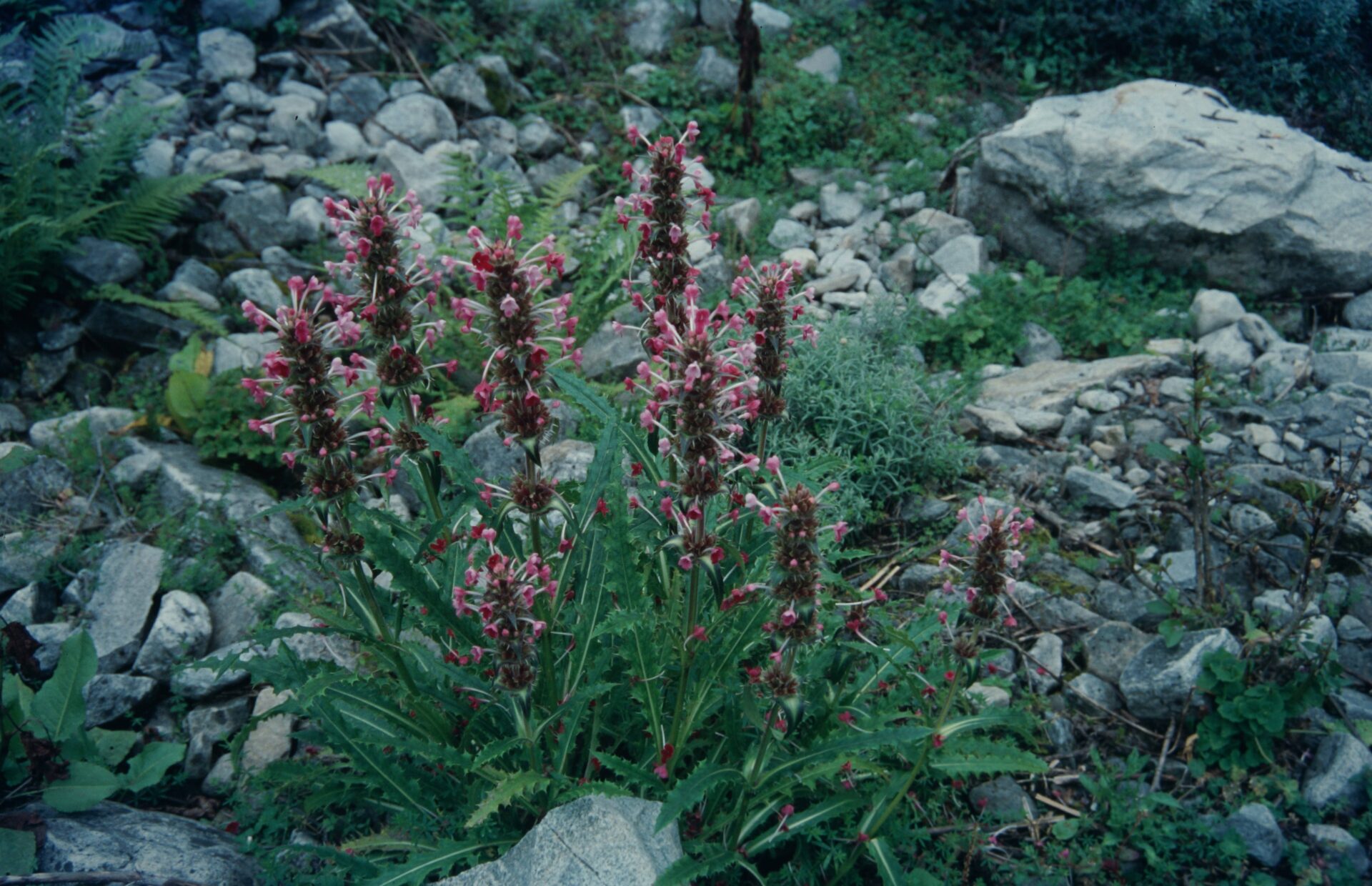 Morina longifolia — Caprifoliaceae