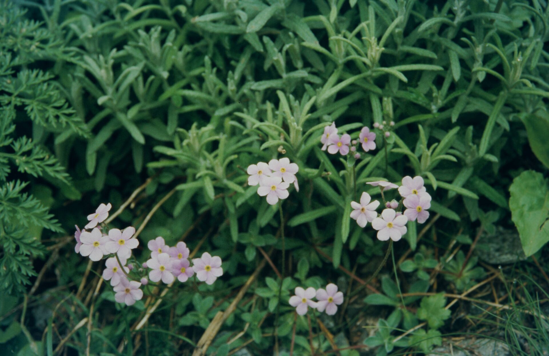 Androsace sarmentosa subsp. primuloides — Primulaceae