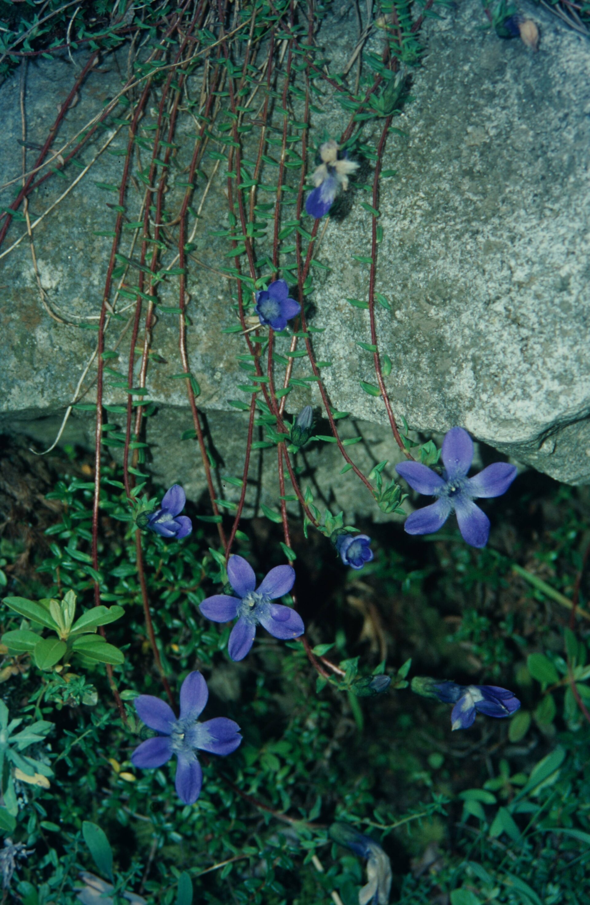 Cyananthus microphyllus — Campanulaceae