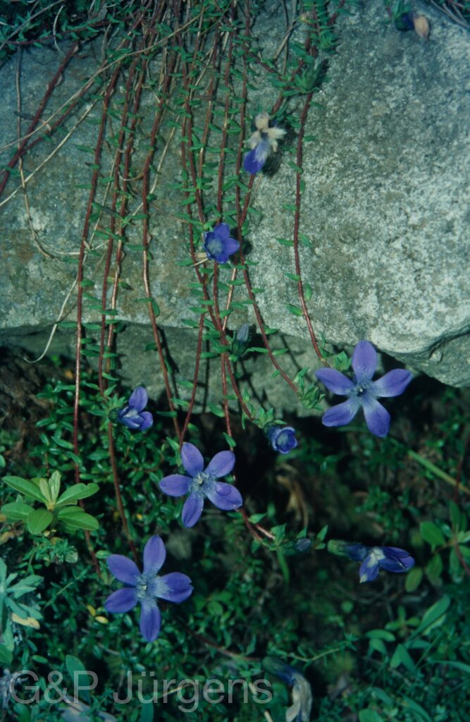 Garw 2005 44 ergebnis ergebnis