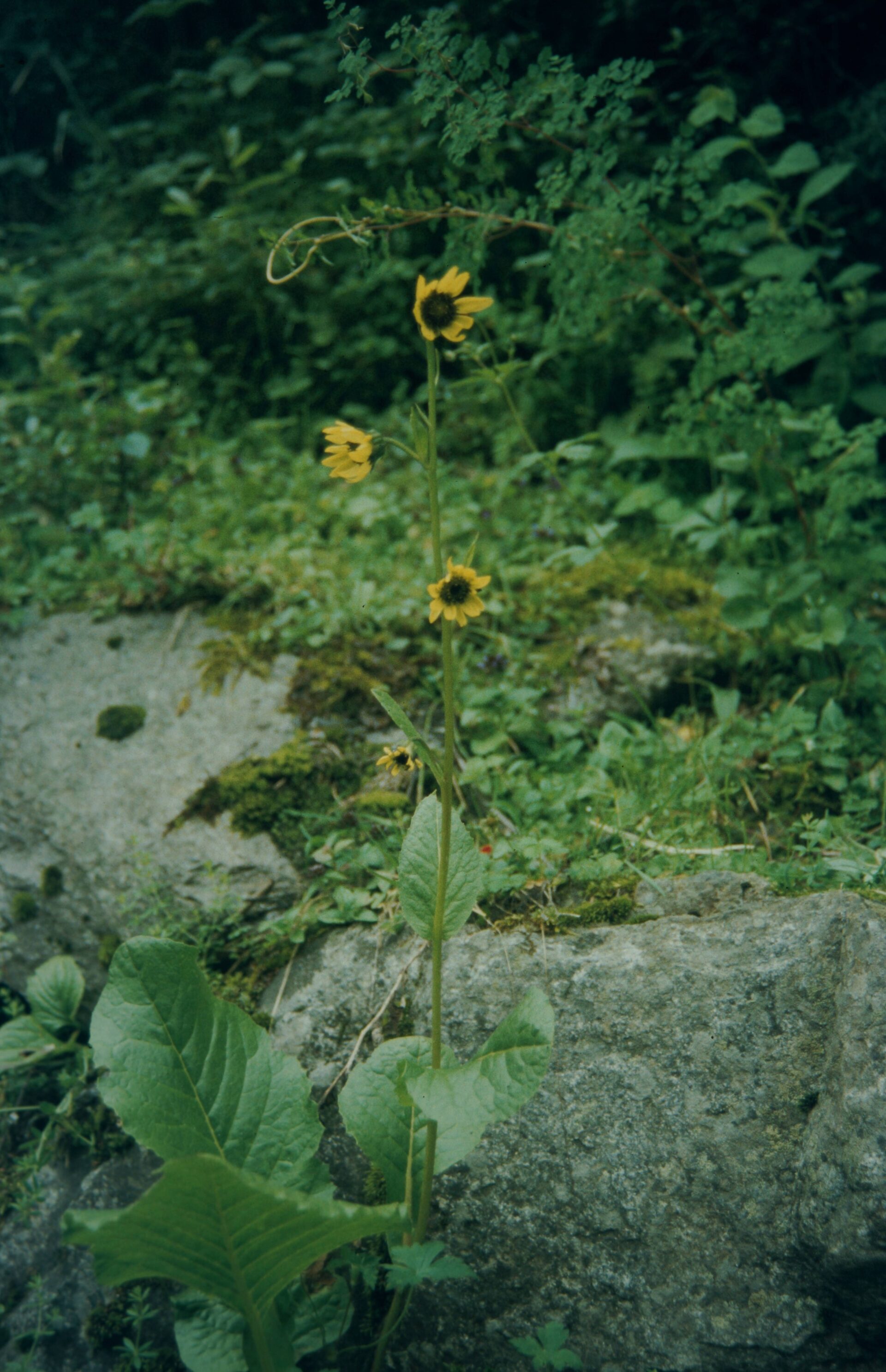 Cremanthodium arnicoides — Asteraceae