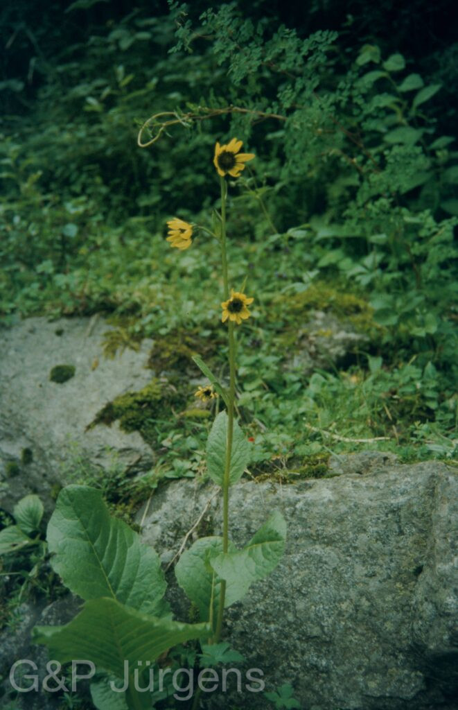 Garw 2005 46 ergebnis ergebnis