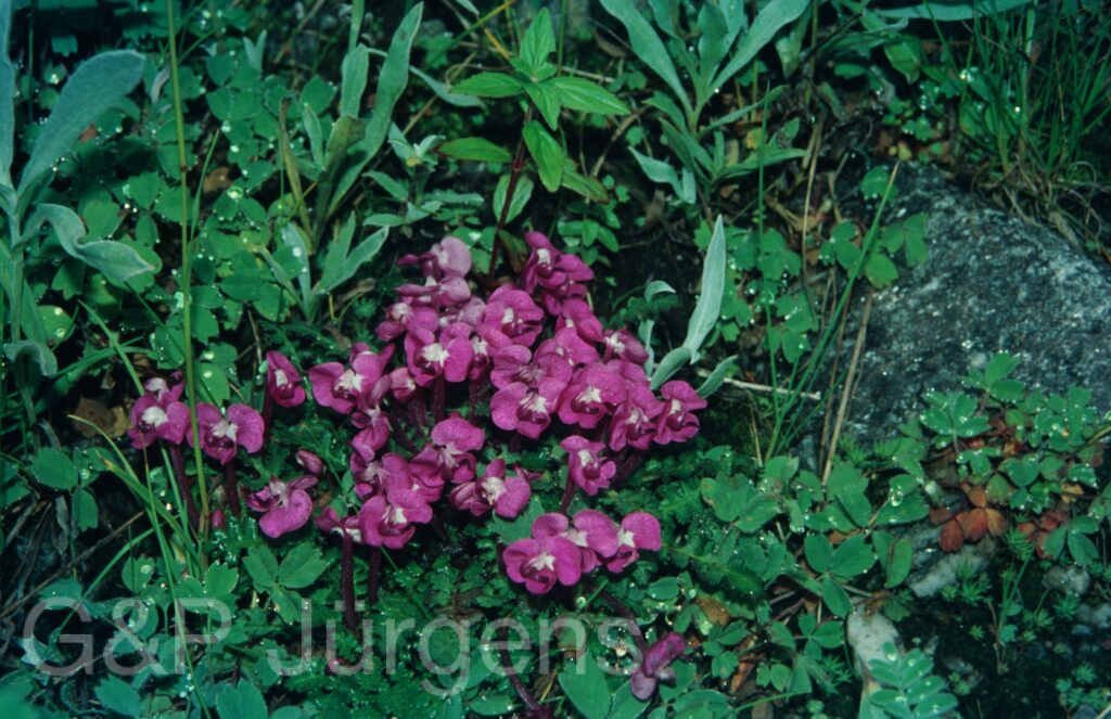 Garw 2005 62 ergebnis ergebnis