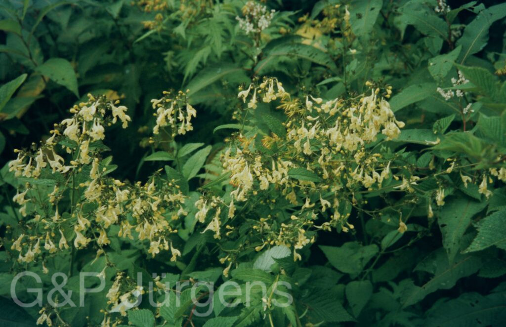 Garw 2005 67 ergebnis ergebnis