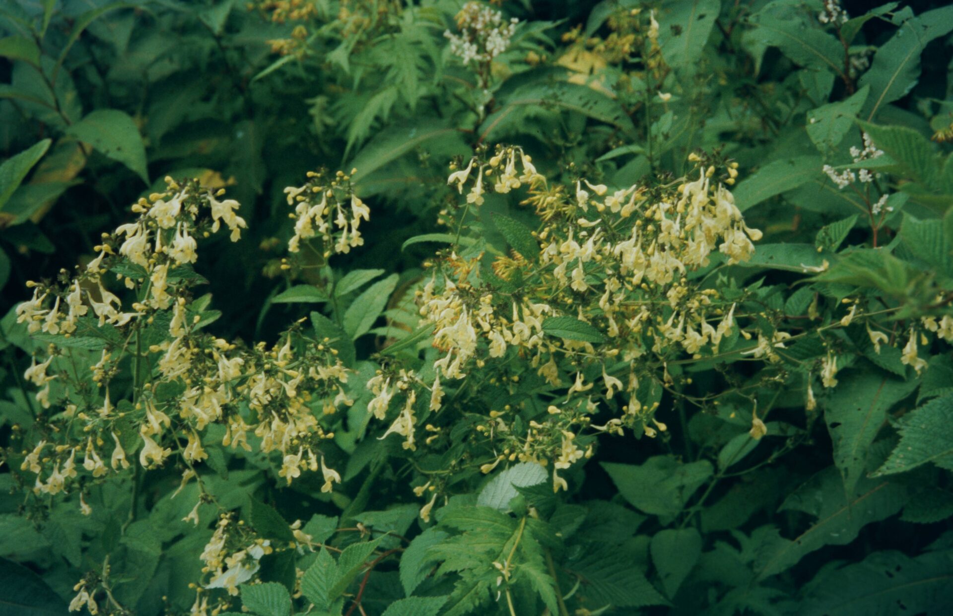 Nepeta govaniana — Lamiaceae