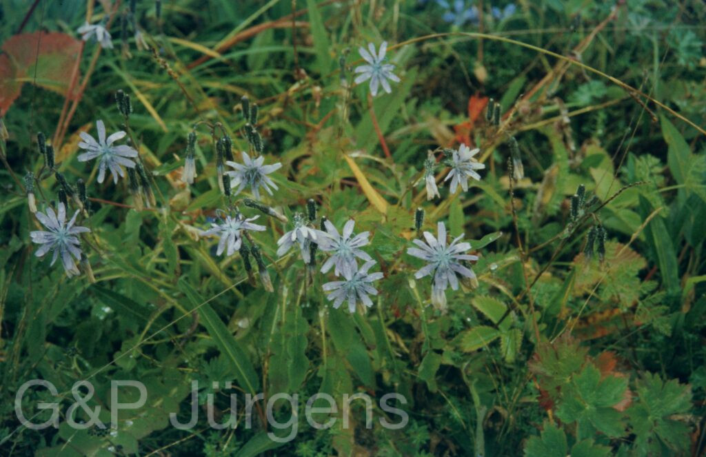 Garw 2005 68 ergebnis ergebnis