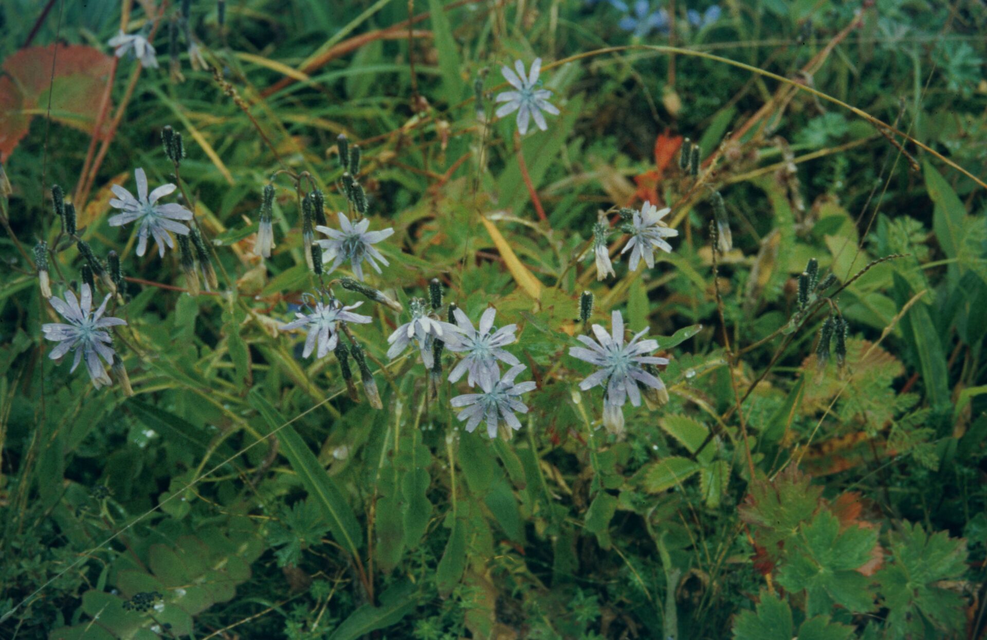 Lactuca dolichophylla — Asteraceae