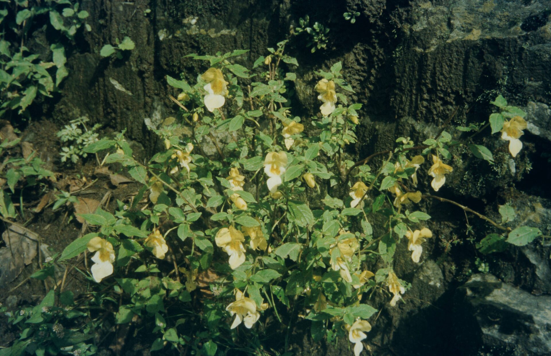 Impatiens devendrae — Balsaminaceae