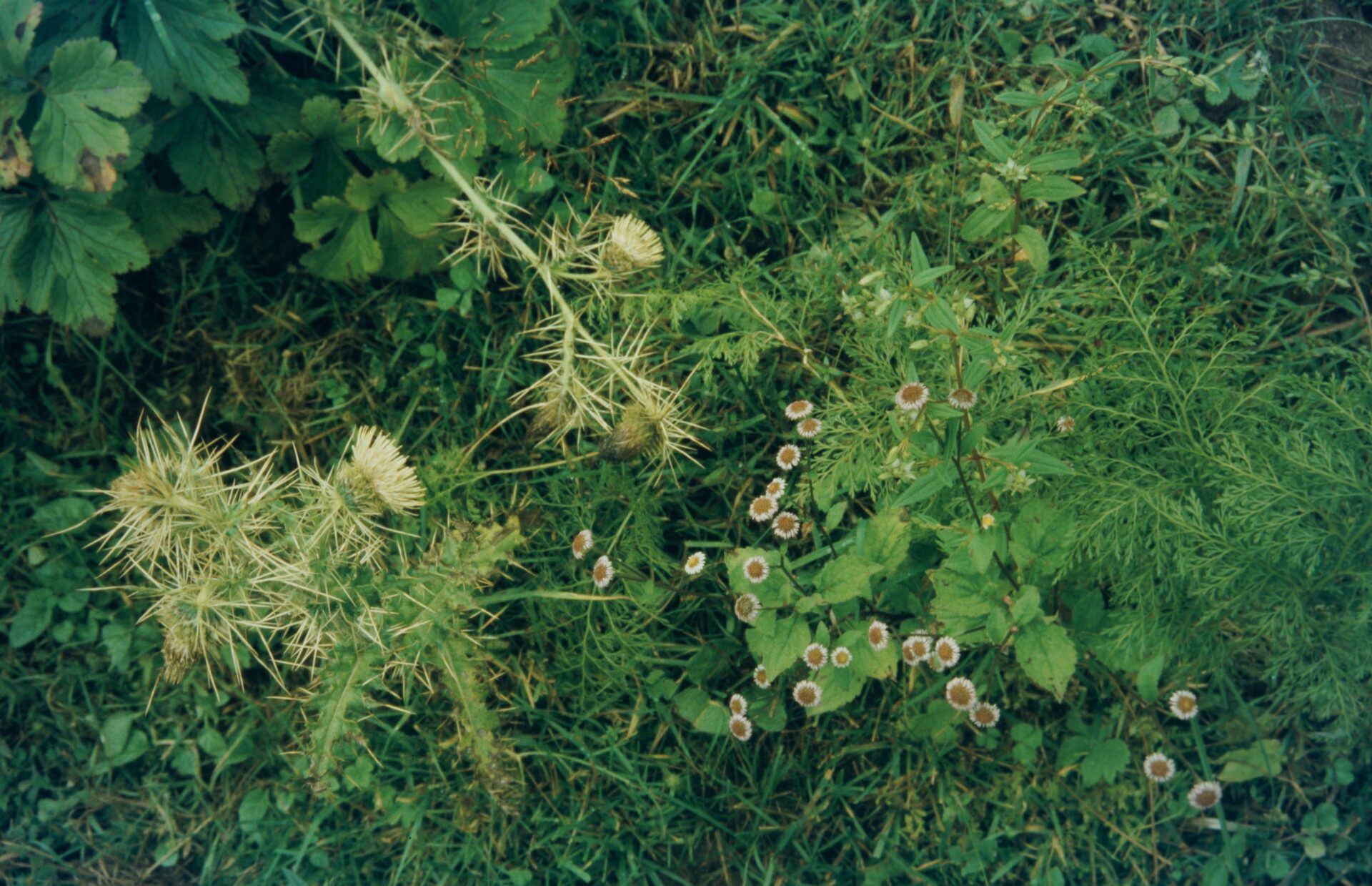 Neobrachyactis anomala — Asteraceae