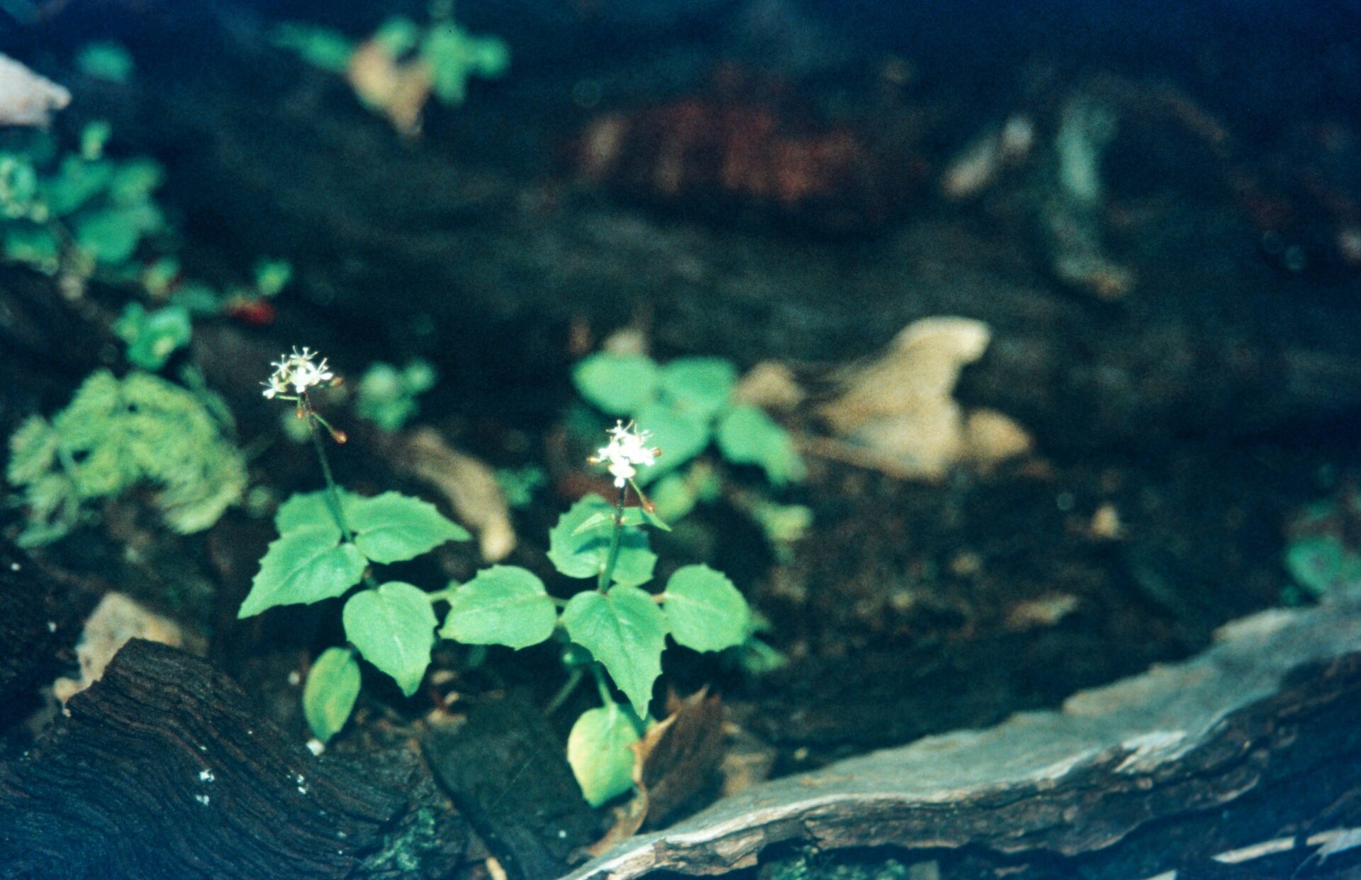 Circaea alpina subsp. imaicola — Onagraceae