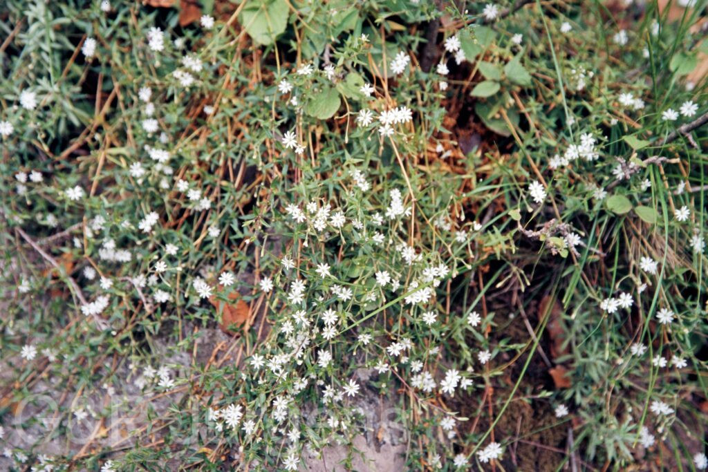 Garh 07 340 ergebnis
