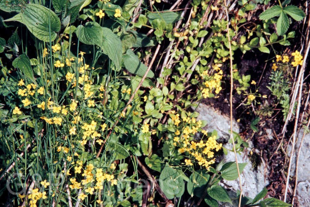 Garh 07 354 ergebnis
