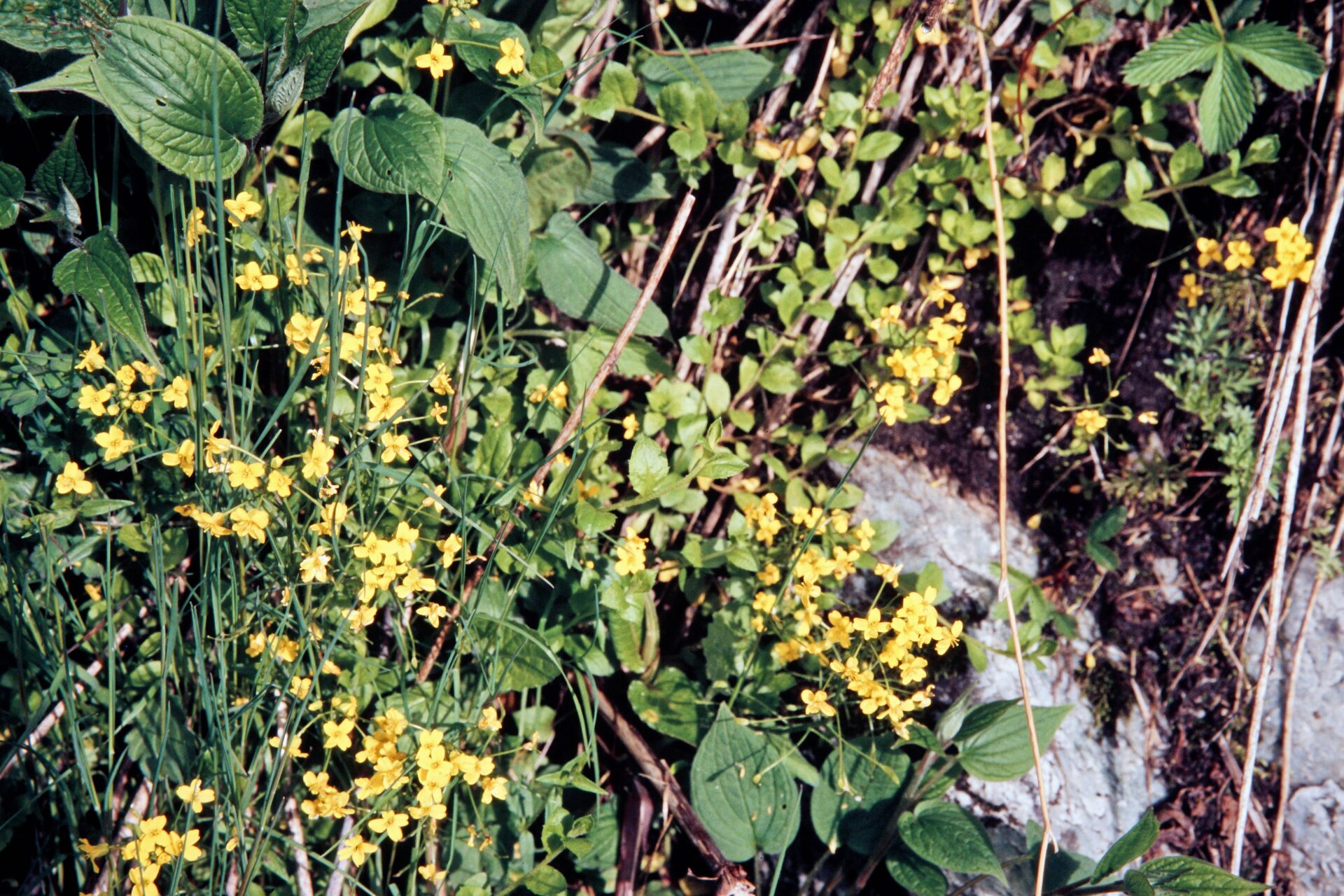 Draba radicans — Brassicaceae