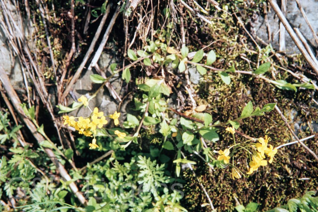 Garh 07 355 ergebnis