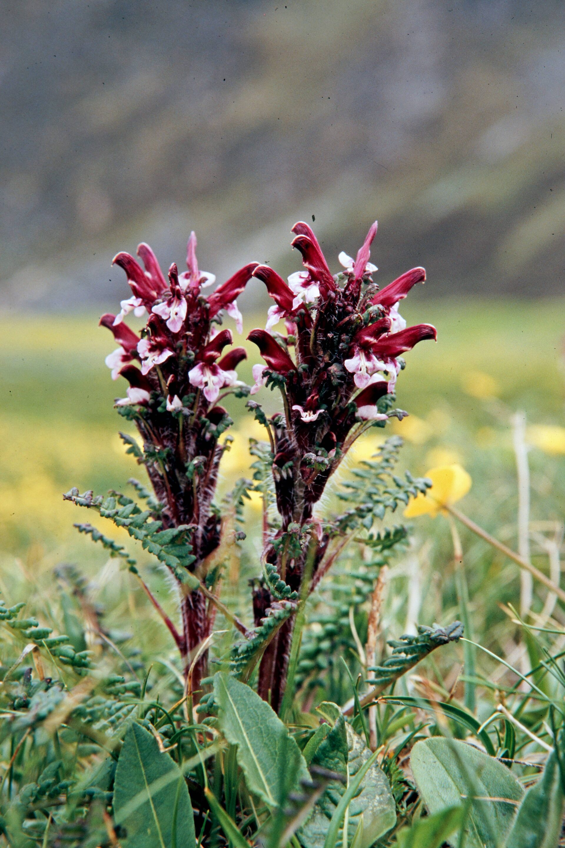 Pedicularis oederi — Orobanchaceae