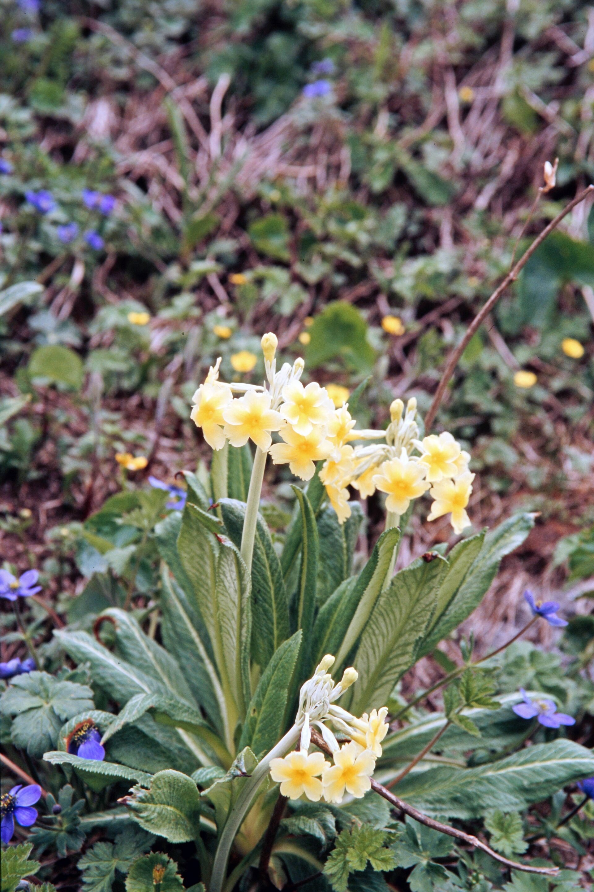 Primula stuartii — Primulaceae