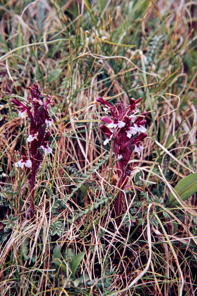 Garh 07 516 ergebnis