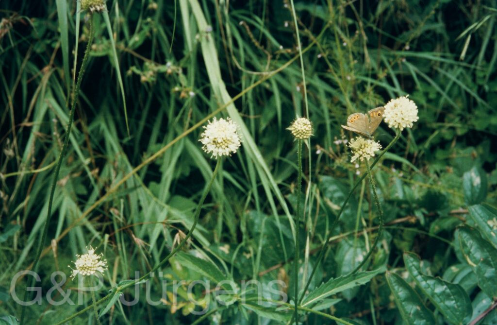 Garw 2005 272 ergebnis