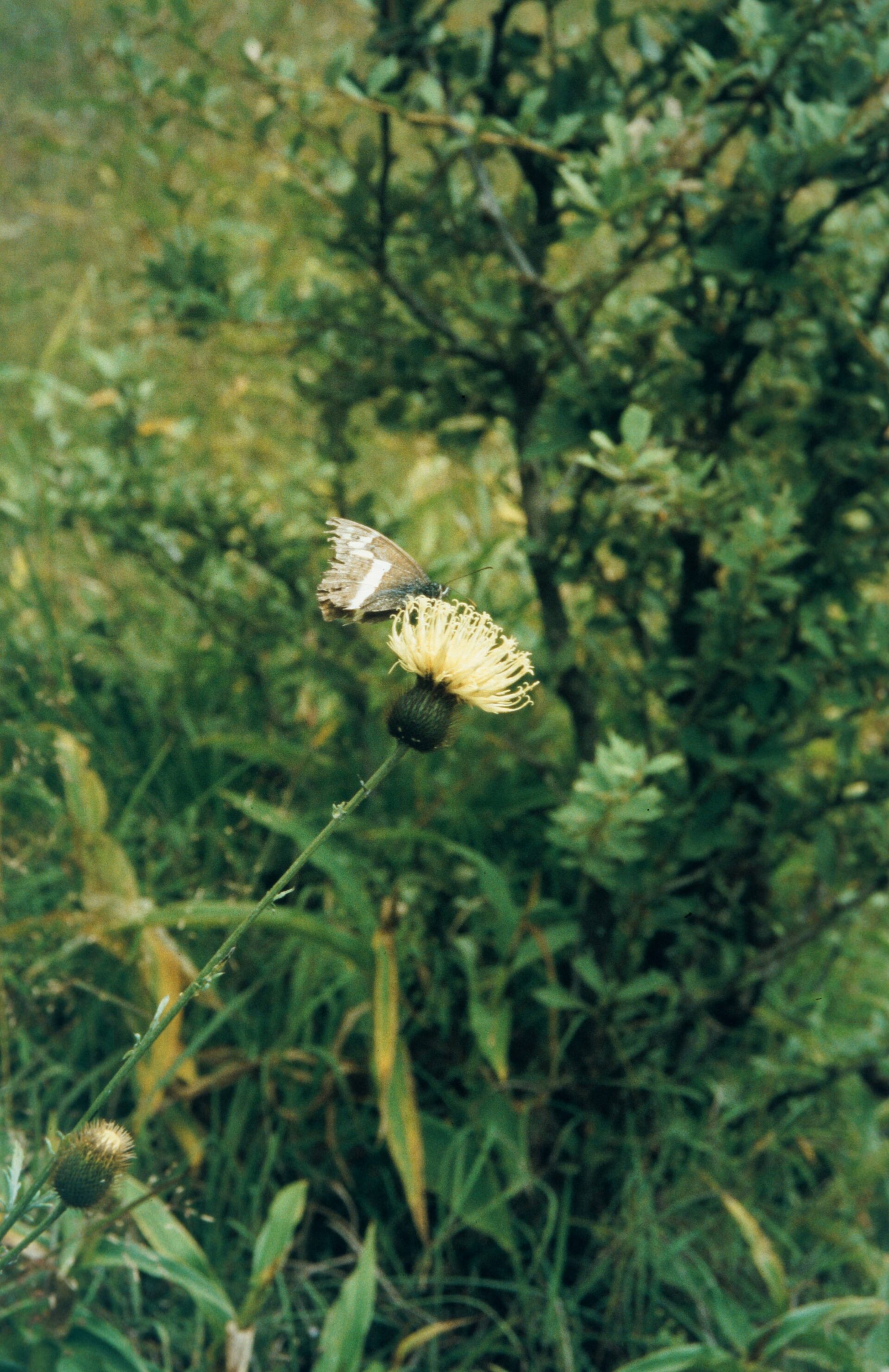 Tricholepis elongata — Asteraceae