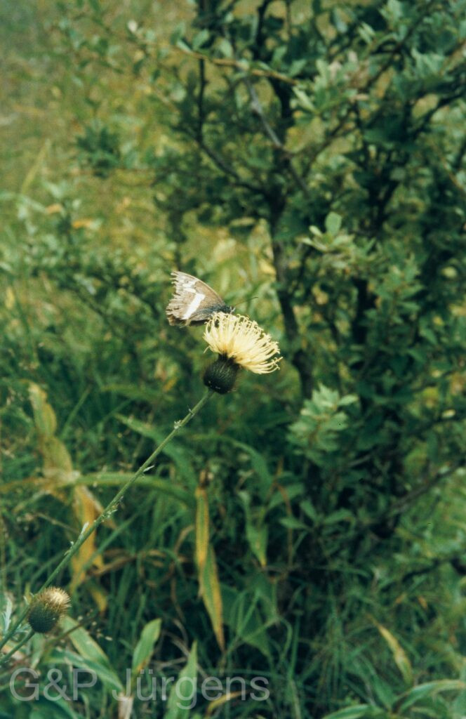 Garw 2005 274 ergebnis