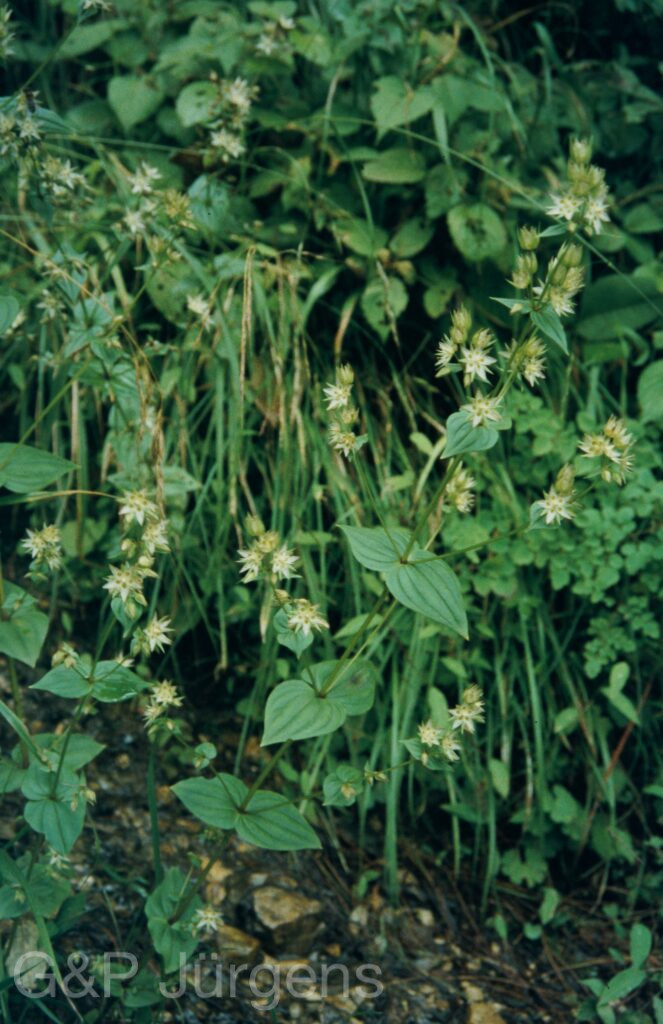 Garw 2005 276 ergebnis