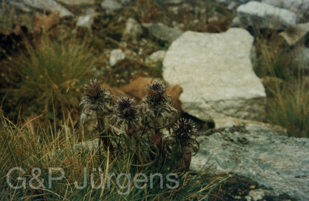 Garw 2005 328 ergebnis