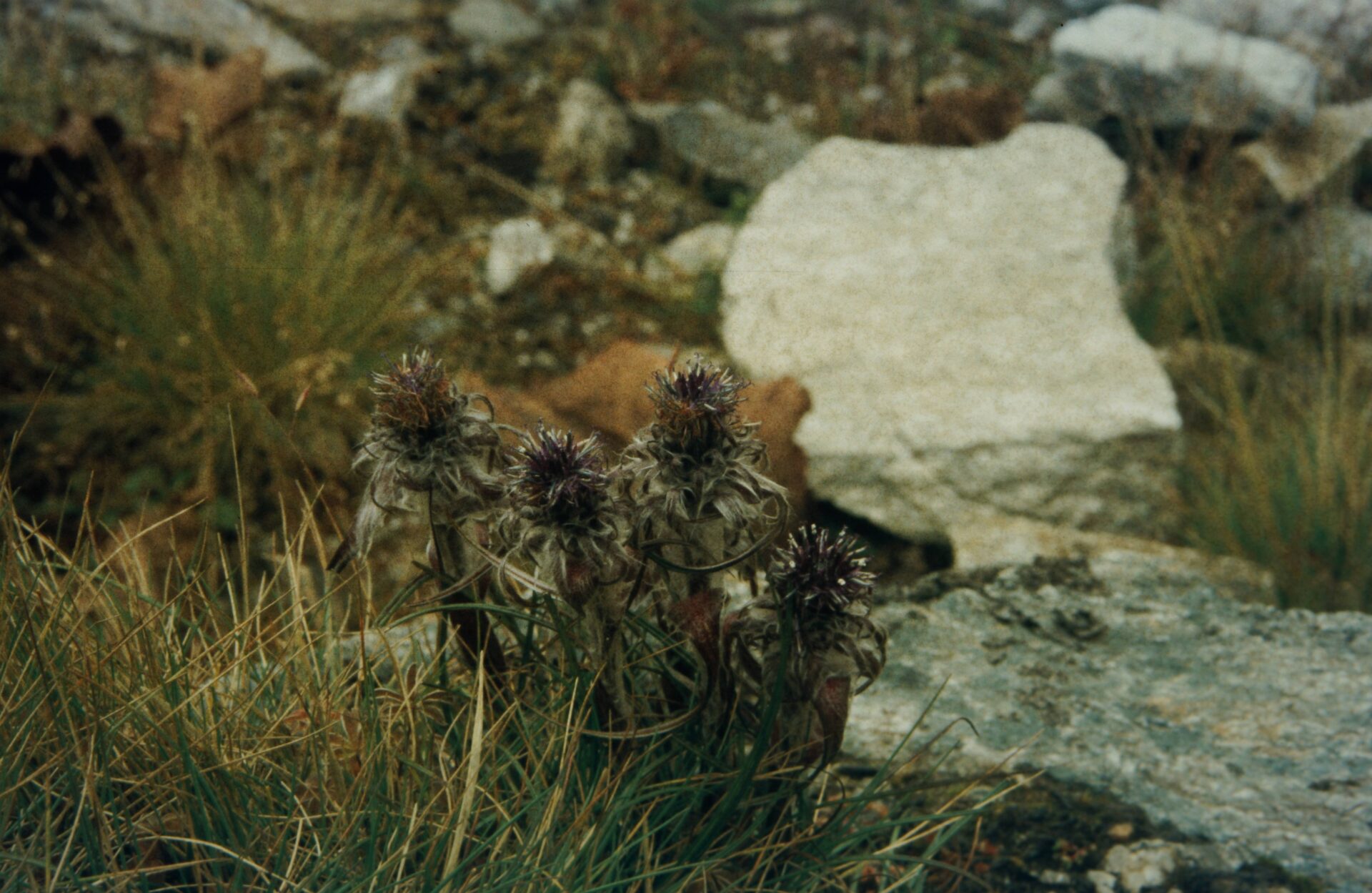 Saussurea graminifolia — Asteraceae