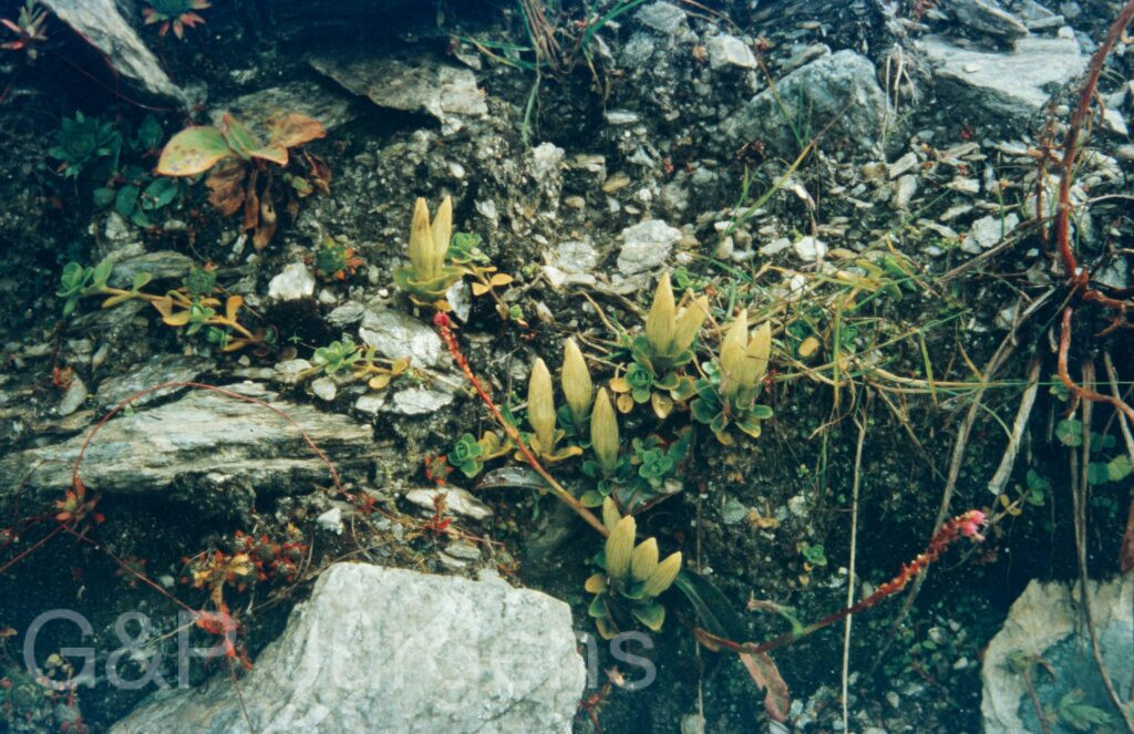 Garw 2005 330 ergebnis
