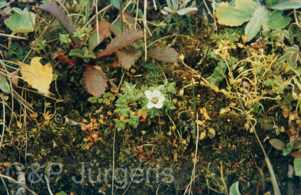 Garw 2005 333 ergebnis