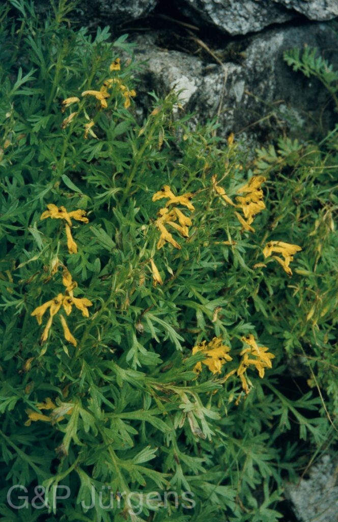 Garw 2005 340 ergebnis