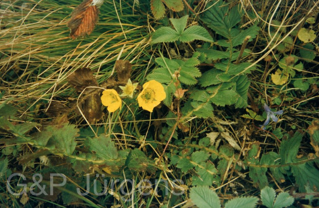 Garw 2005 351 ergebnis