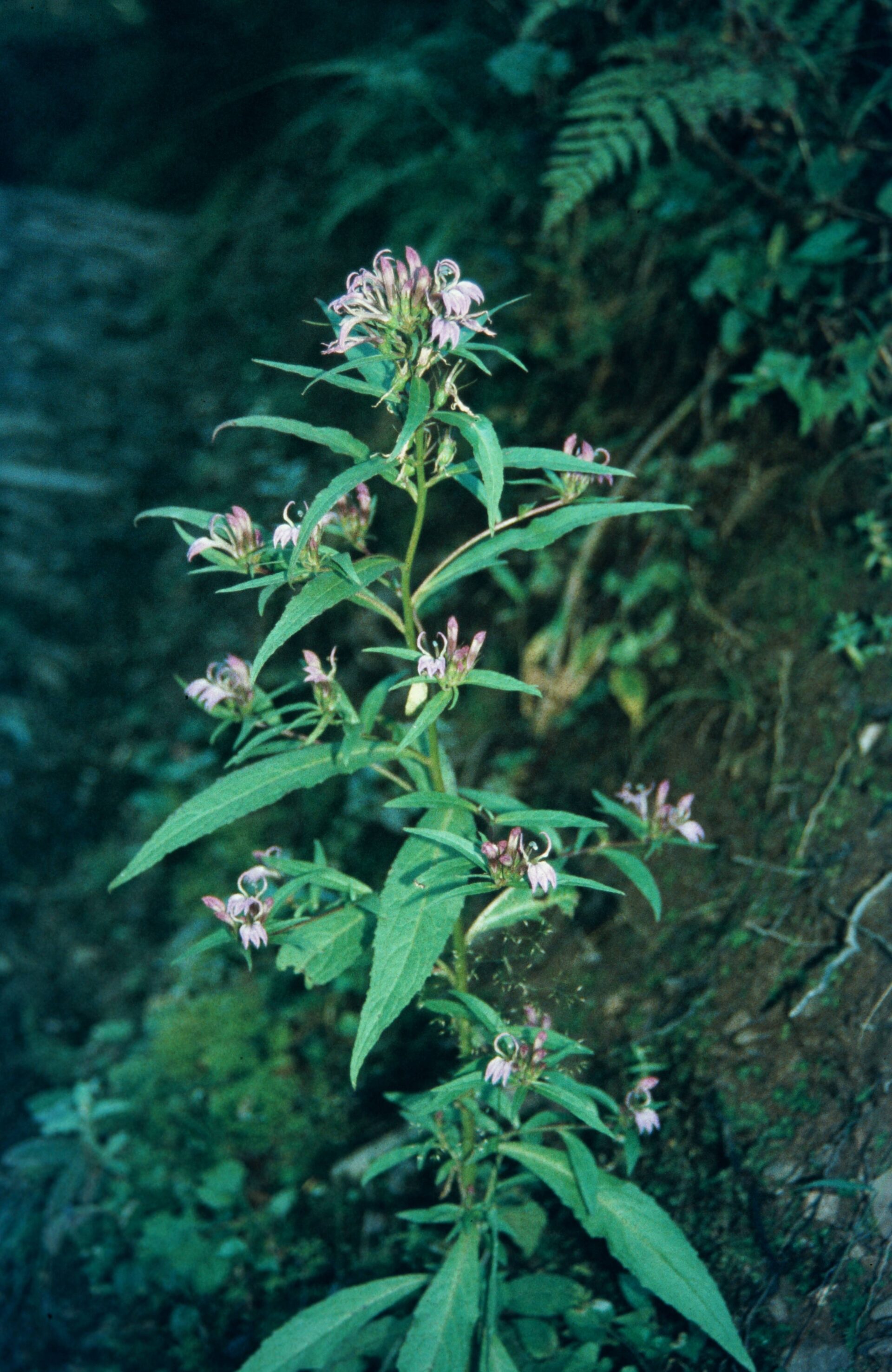 Lobelia pyramidalis — Campanulaceae