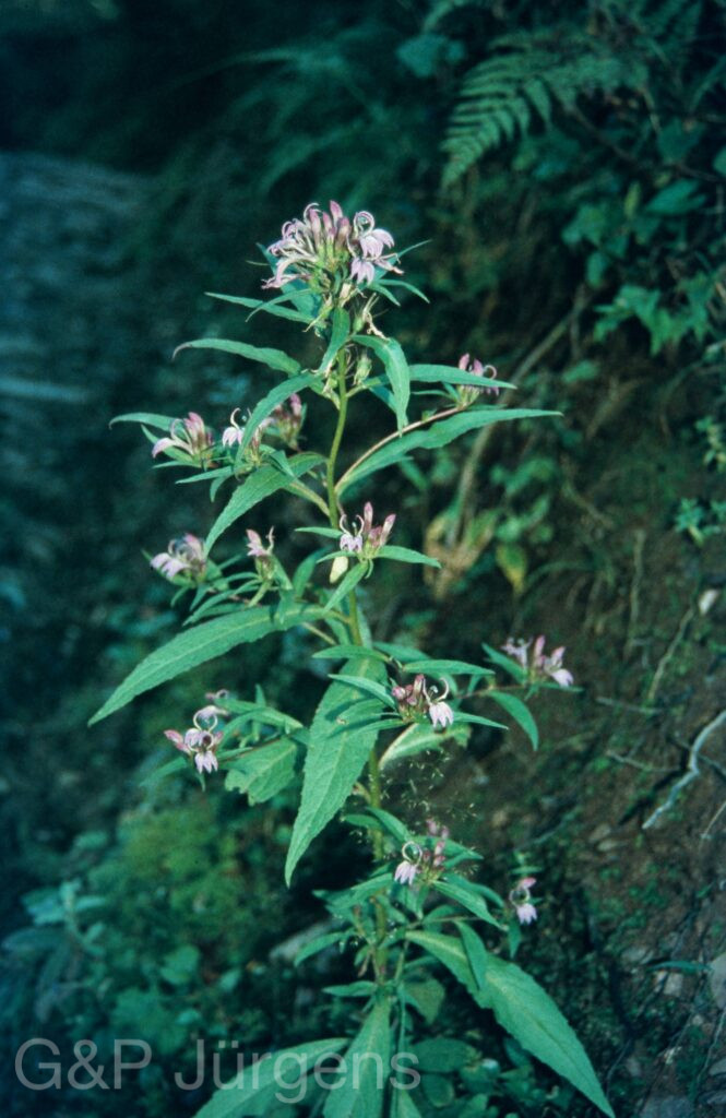 Garw 2005 418 ergebnis