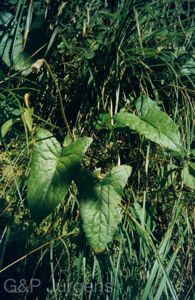 Garw 2005 419 ergebnis