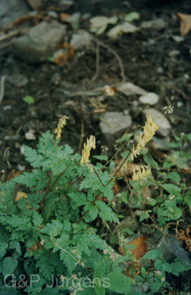 Garw 2005 427 ergebnis