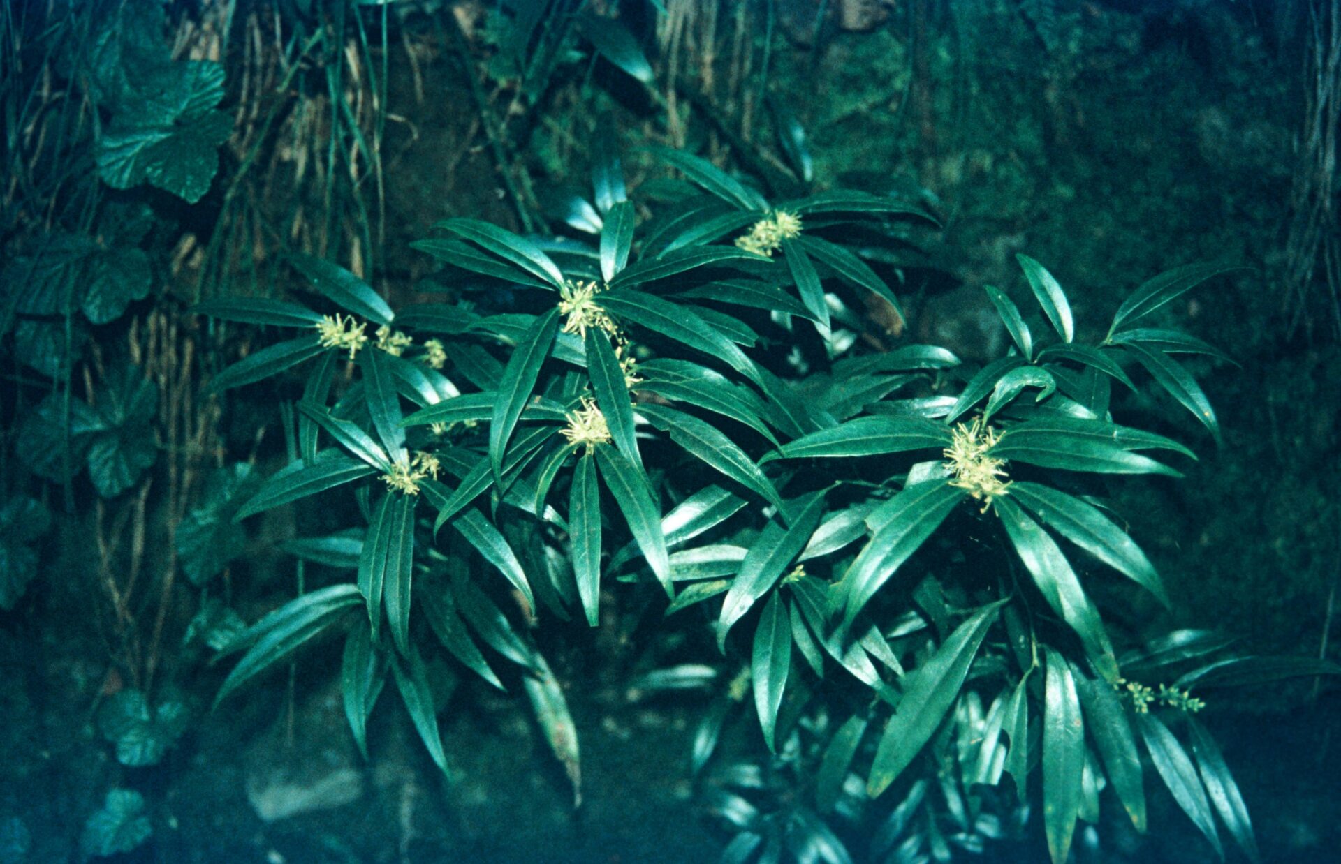 Sarcococca saligna — Buxaceae