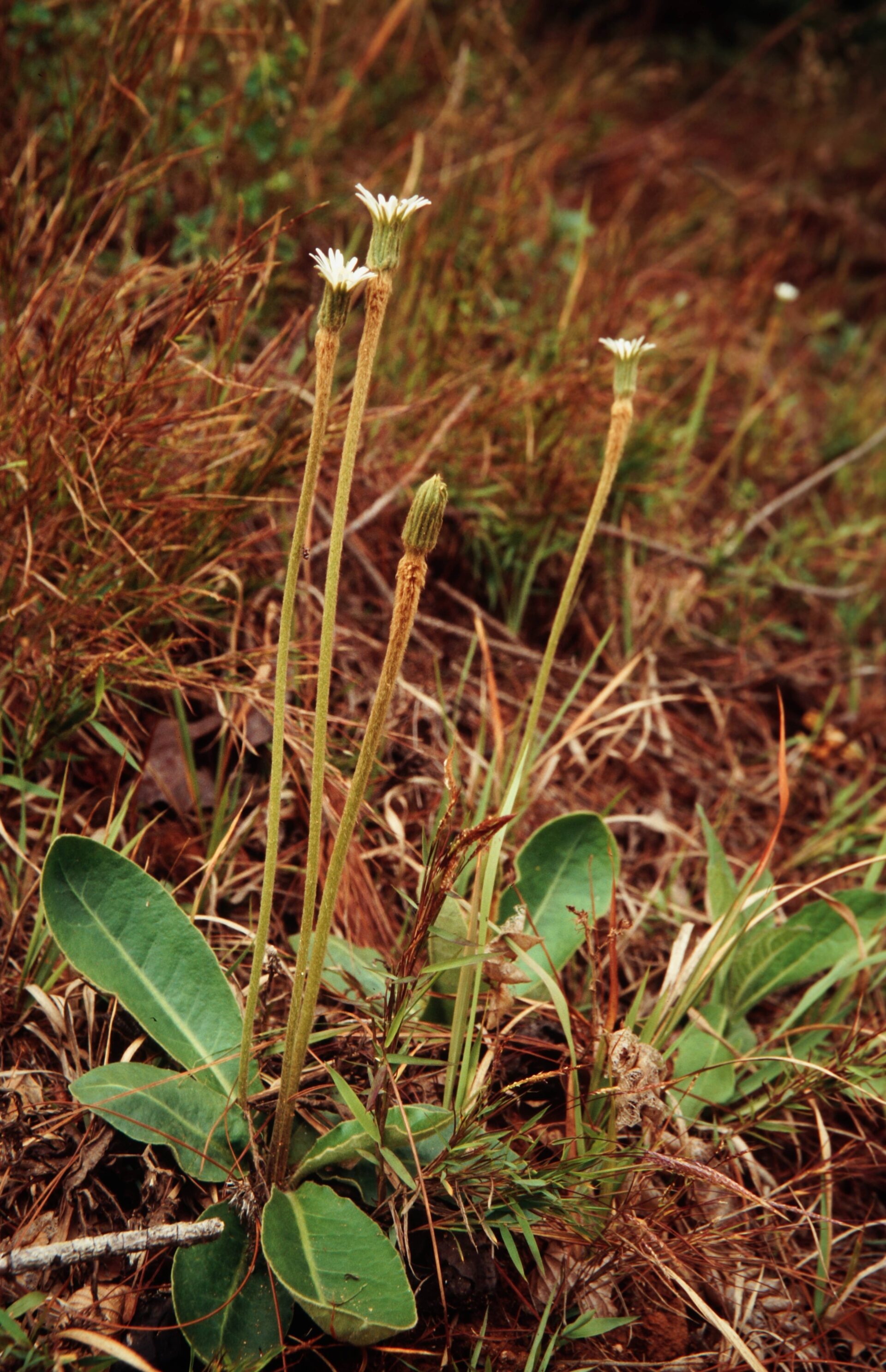 Gerbera maxima — Asteraceae