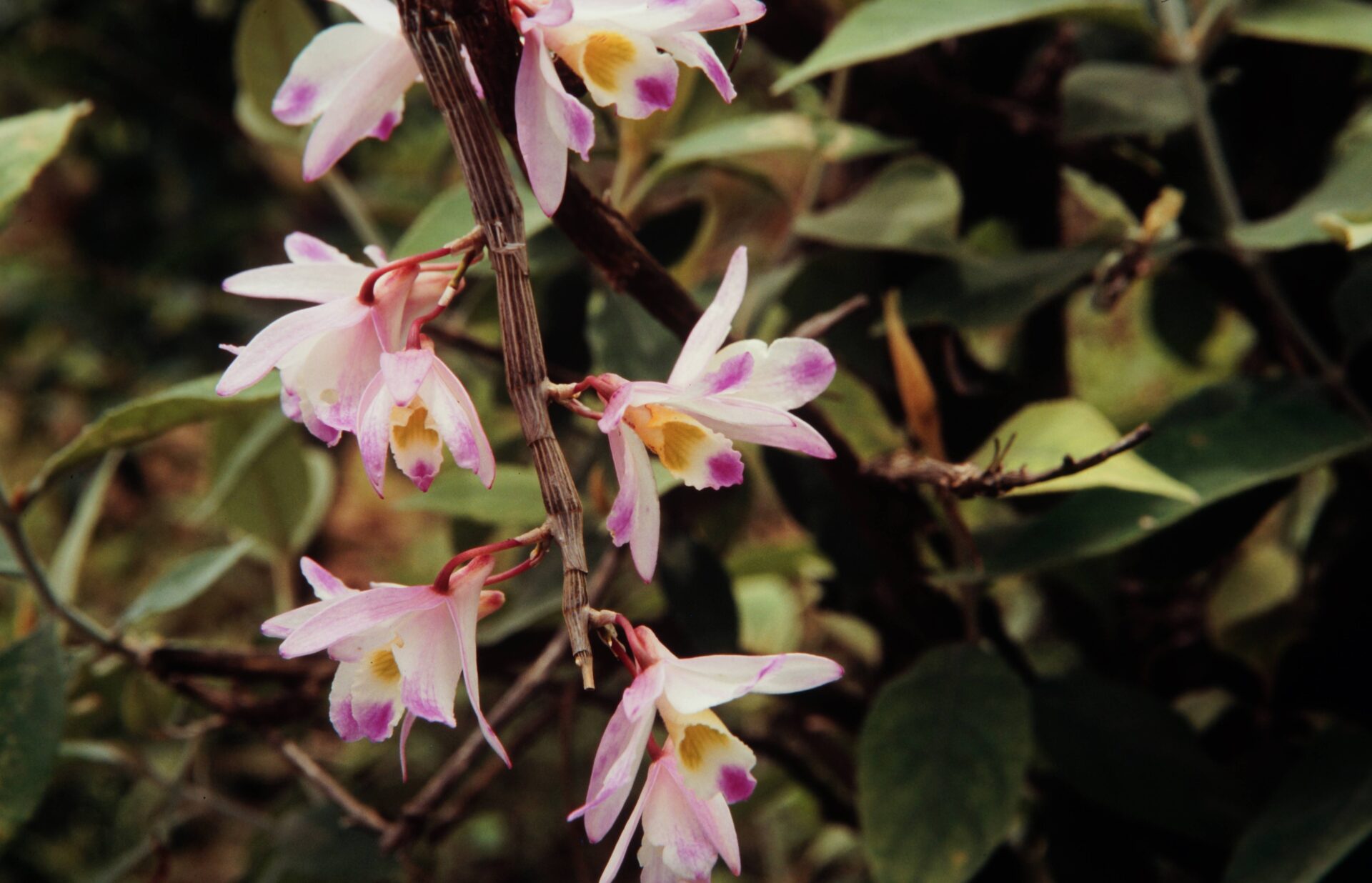 Dendrobium amoenum — Orchideaceae