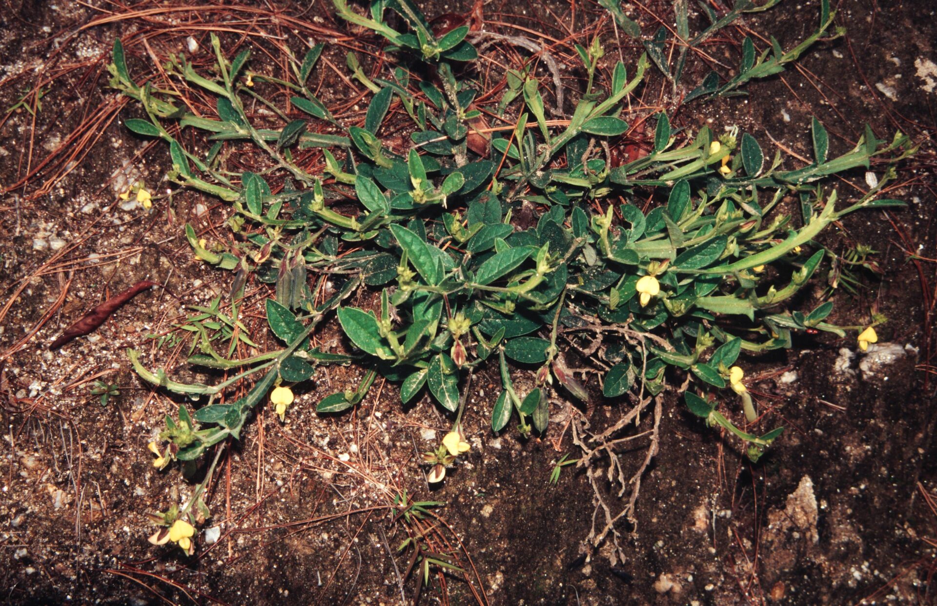 Crotalaria albida — Fabaceae