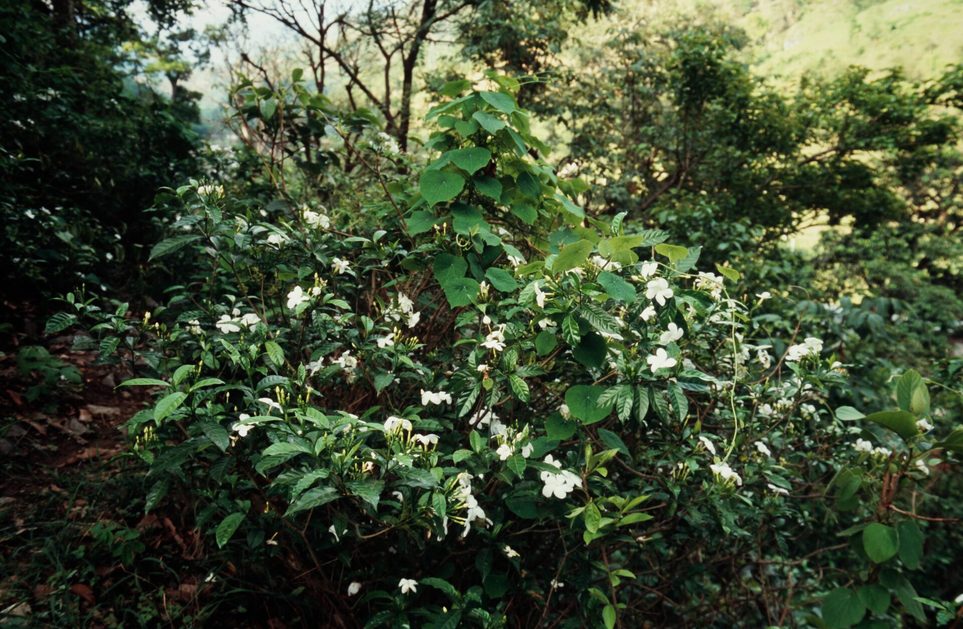 Coffea benghalensis — Rubiaceae