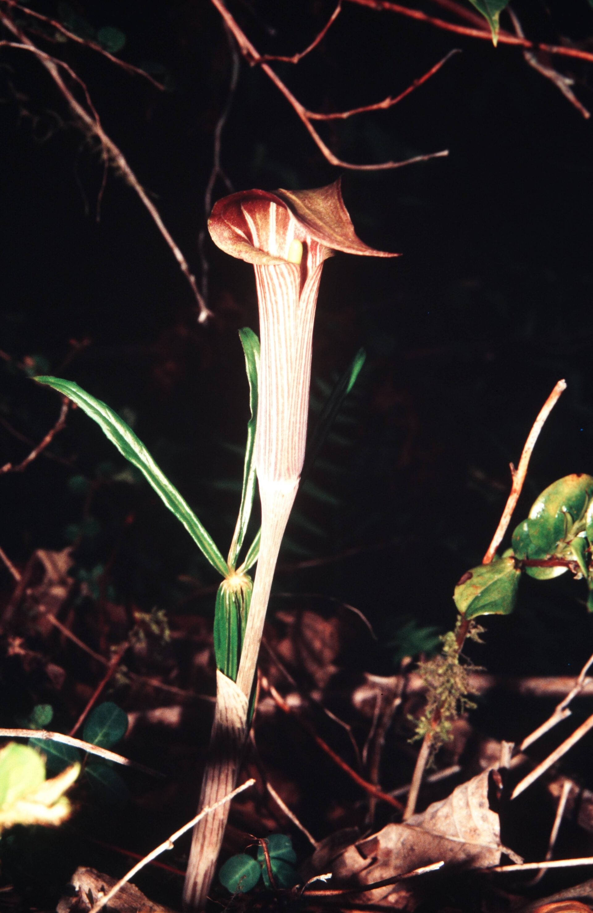 Arisaema exappendiculatum — Araceae