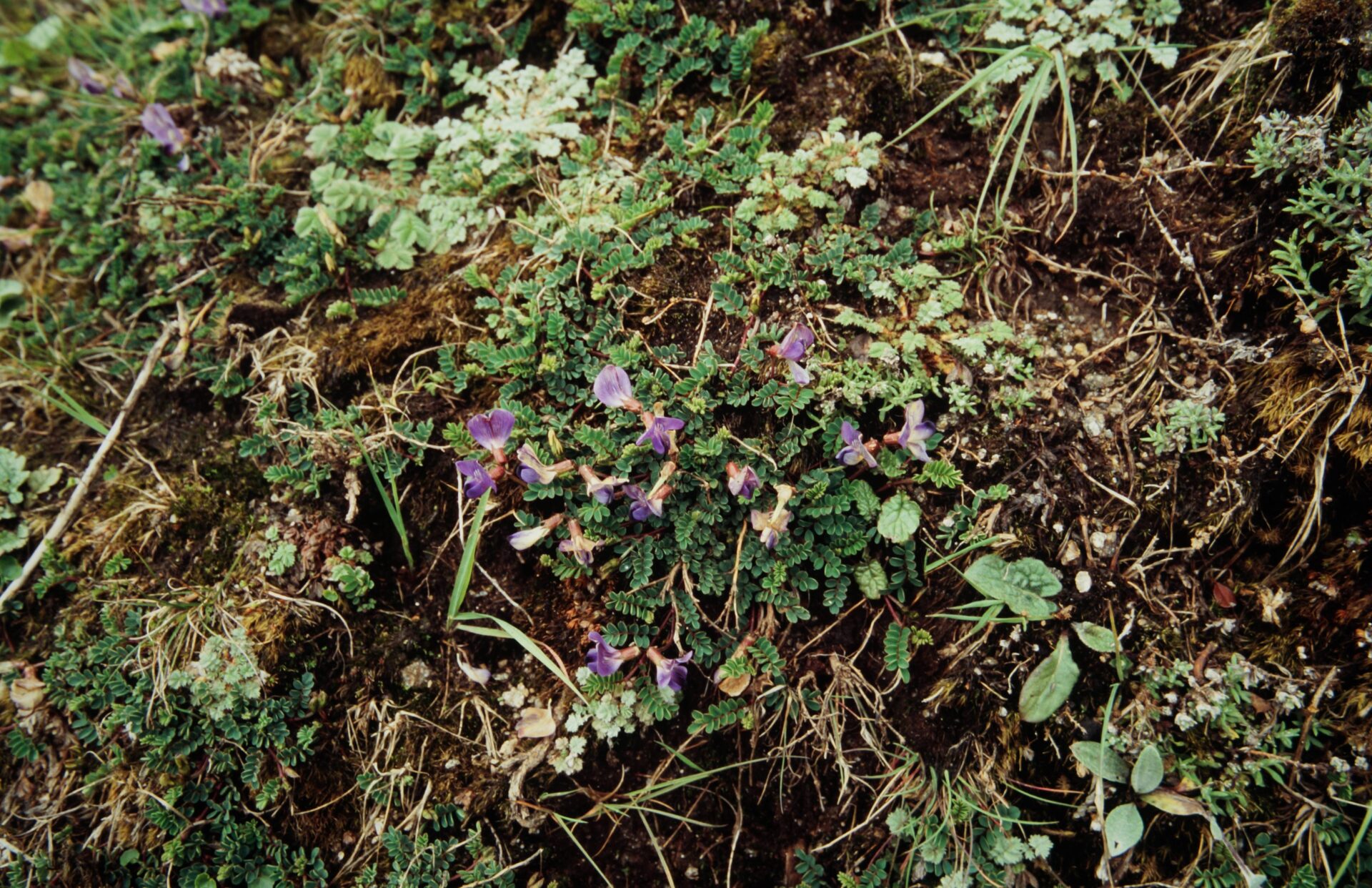 Phyllolobium donianus — Fabaceae