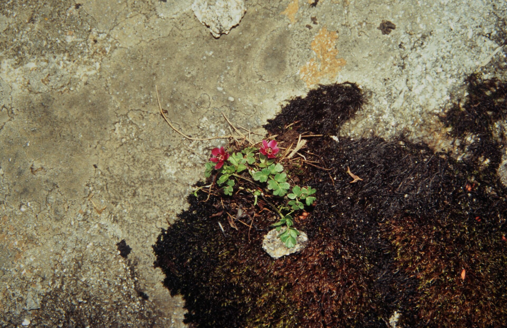 Anemonastrum rupestre — Ranunculaceae