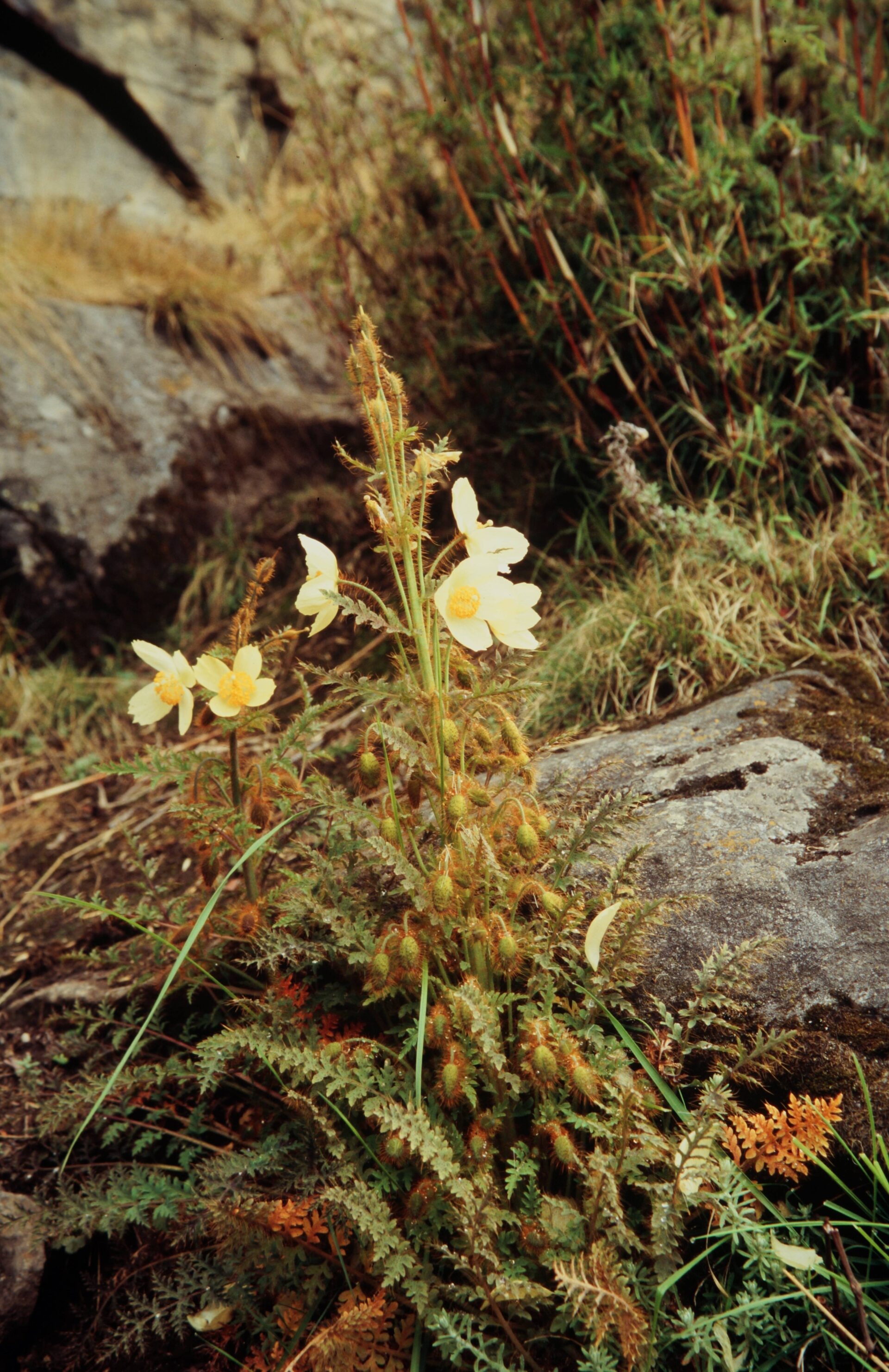 Meconopsis gracilipes — Papaveraceae