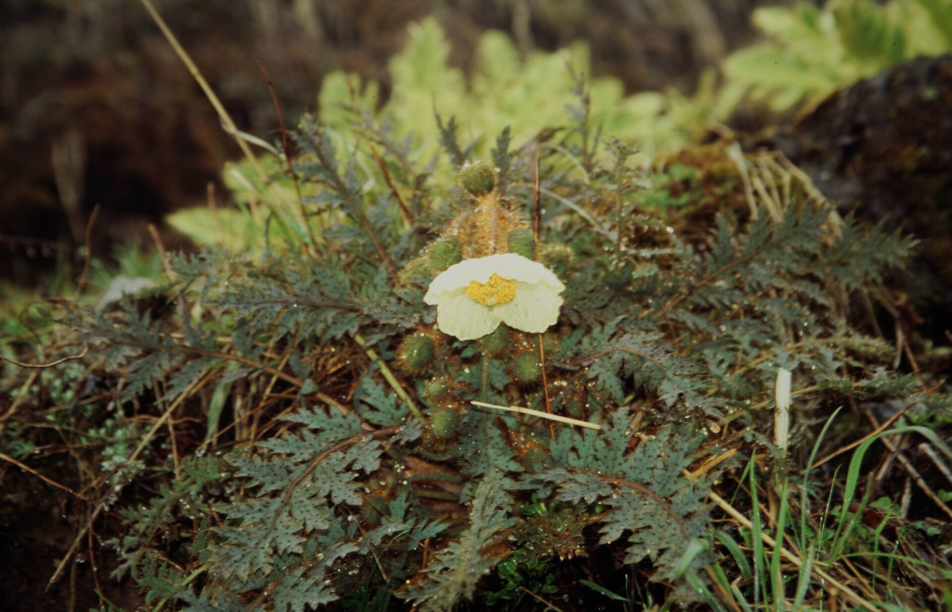 Meconopsis dhwojii — Papaveraceae
