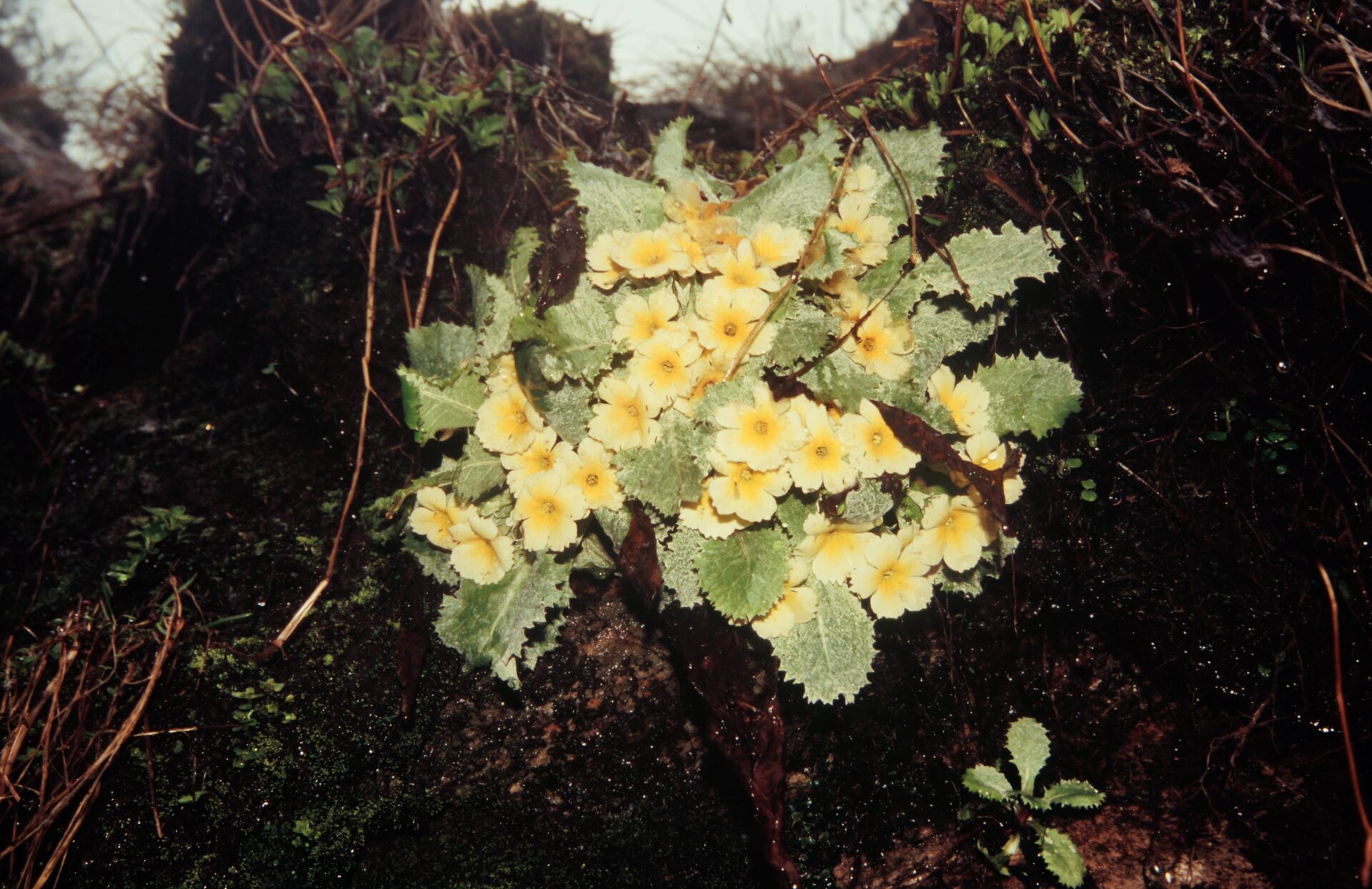 Primula aureata — Primulaceae
