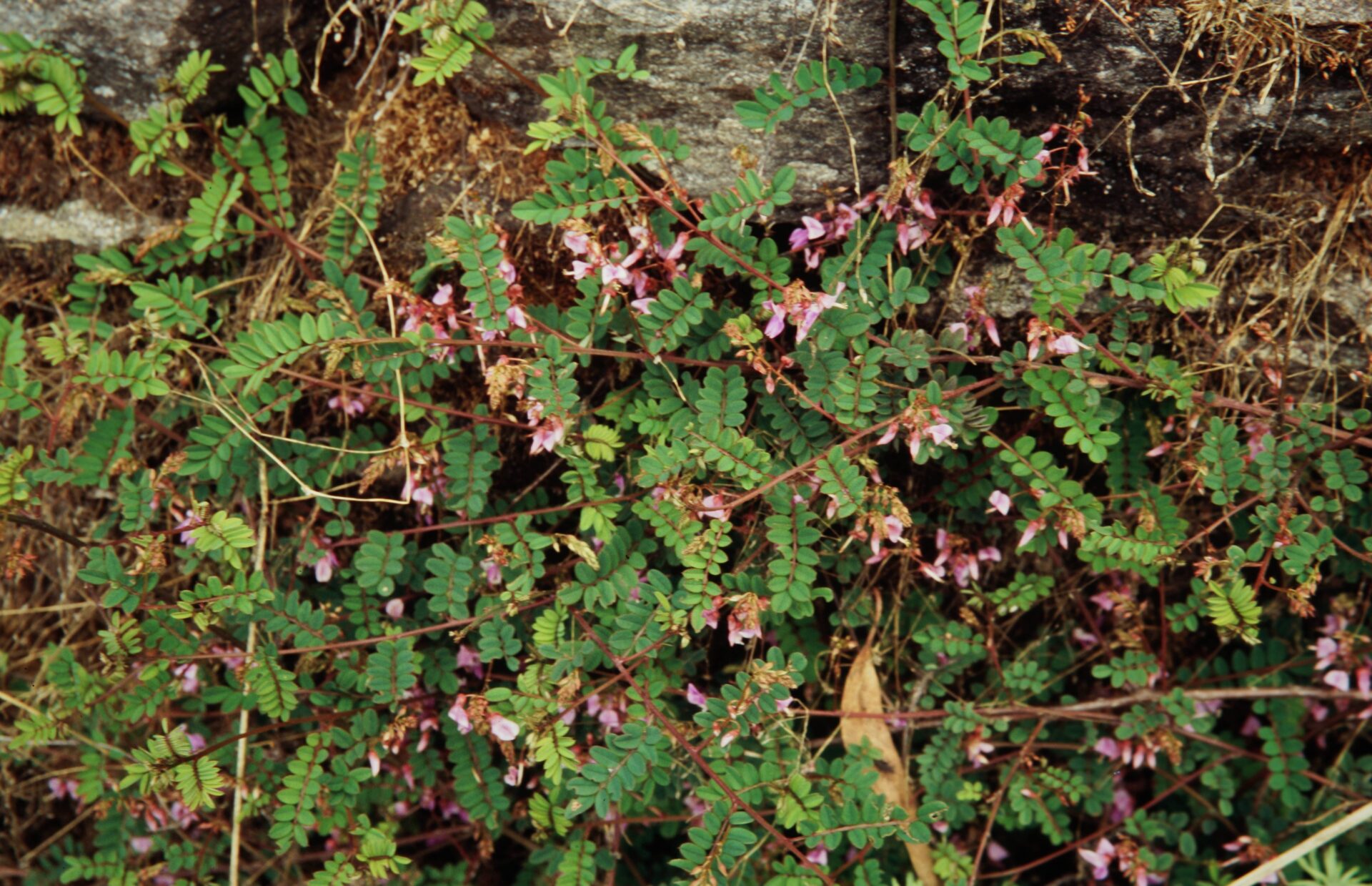 Indigofera dosua var. dosua — Fabaceae