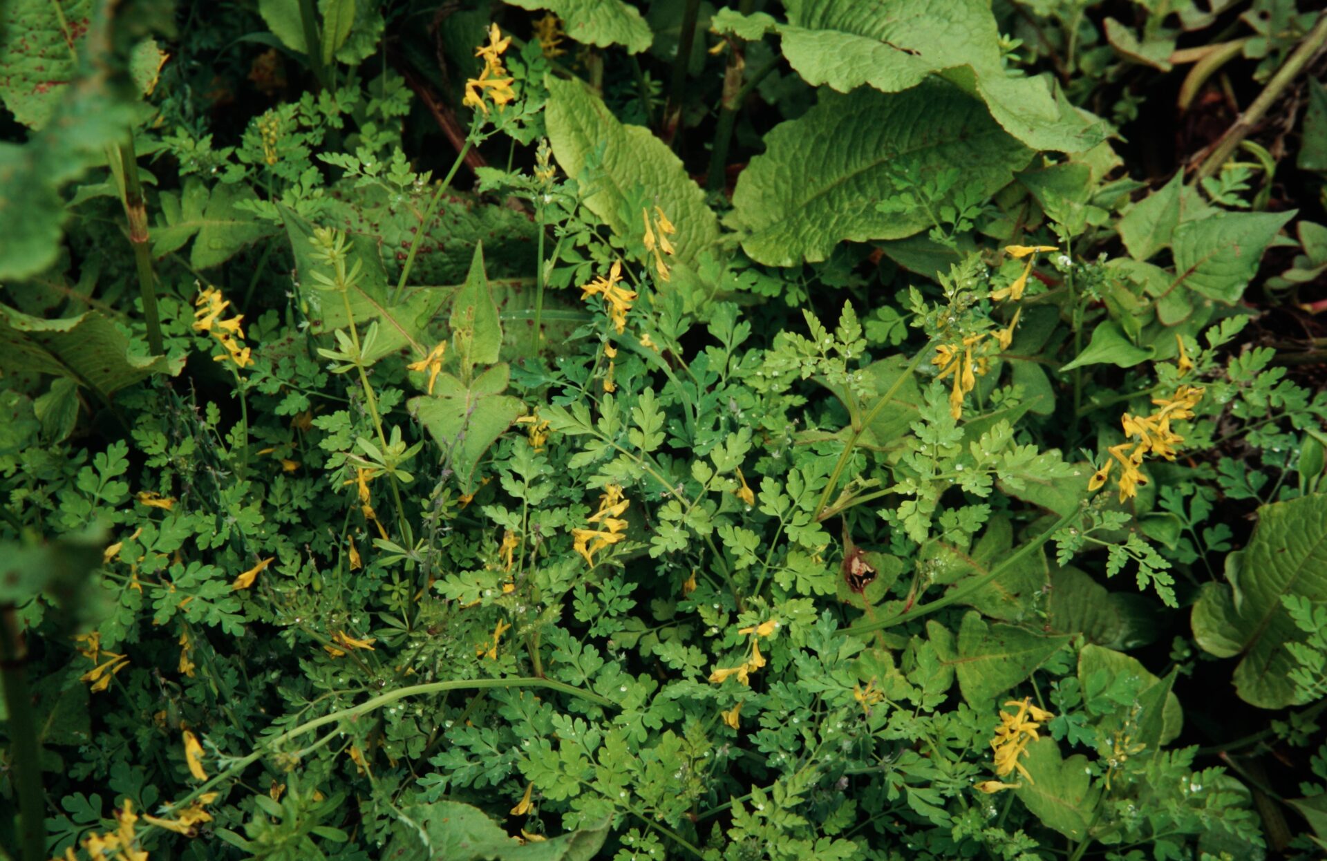Corydalis cornuta — Papaveraceae